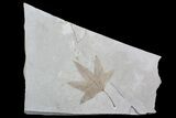 Fossil Sycamore (Platanus) Leaf - Green River Formation #92867-1